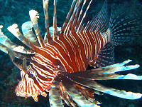 Rotfeuerfisch - Malapascua Cebu Philippinen