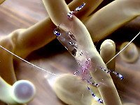 Anemone Shrimp - Cabilao Bohol Philippinen