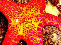 Seestern im Coral Garden - Tauch Terminal