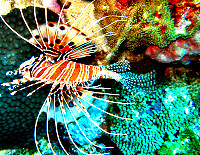Lioanfish - Tauchen Nord-Sulawesi