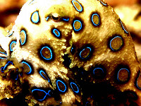 Seaquest Divecenter - Bounty Beach Malapascua