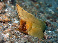 Kungkungan Bay Divers