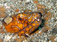 Kungkungan Bay Divers