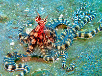 Eco Divers
