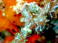 Eco Divers
