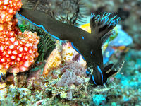 Happy Dugong Divecenter