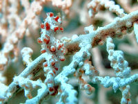 Tauchbasis Blue Bay Divers