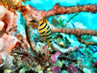 Tauchbasis Blue Bay Divers