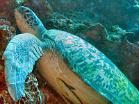 Tauchbasis Living Colours Divecenter
