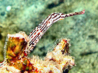 Tauchbasis Living Colours Divecenter