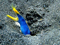 Tauchbasis im Alam Batu Dive Resort