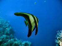Tauchbasis im Alam Batu Dive Resort