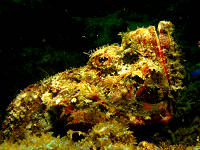 Tauchbasis Camiguin Action Geckos