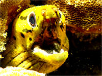 Tauchbasis Camiguin Action Geckos