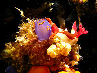 Tauchbasis Southern Leyte Divers