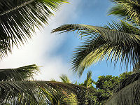 Leyte