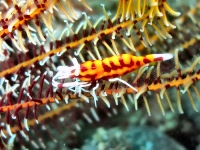 Tauchbasis Divers Lodge Lembeh