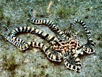 Tauchbasis Divers Lodge Lembeh