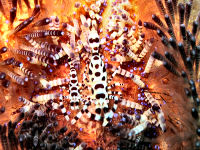 Tauchbasis Divers Lodge Lembeh