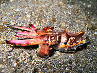 Tauchbasis Divers Lodge Lembeh
