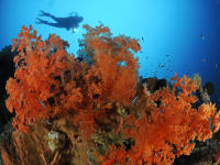 MY Liburan Paradise