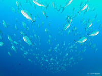 Weda Divers