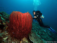 Weda Divers