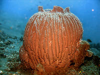Weda Divers