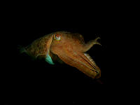 Weda Divers