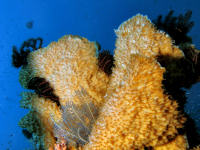 Weda Divers