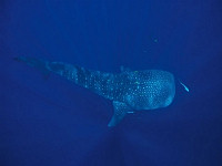 Tauchbasis Dive Point Alcoy