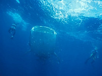 Tauchbasis Dive Point Alcoy
