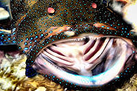 Kungkungan Bay Resort - Tauchen um Lembeh