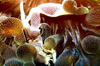 Tauchen im Kungkungan Bay Resort - Nord Sulawesi