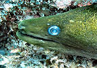 Tauchgebiete Mauritius