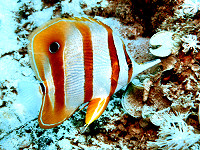 Kupferstreifen-Pinzettfisch - Coron Bay - Philippinen