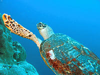Tauchen um Pandan Island & Apo Reef