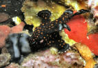 Pomene Lodge Divecenter - Pomene