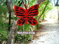Mariposa - Tauchbasis Pandan Island