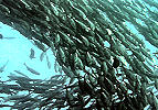 Tauchen Raja Ampat
