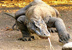 Tauchen Komodo
