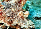 Tauchen Nord Sulawesi