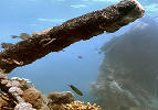 Tauchen Coron