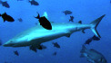 Grauer Riffhai - Komodo Indonesien