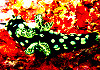 Kronen Neonstern - Komodo Indonesien