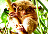 Tarsius - Bahol Philippinen