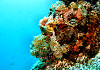 Tauchgebiete Philippinen Bohol