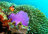 Tauchgebiete Mindoro - Apo Reef