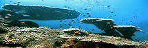 Koralleng&auml;rten - Apo Island Philippinen