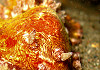 Nacktschnecke - Dauin Negros Philippinen